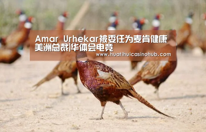 Amar Urhekar被委任为麦肯健康美洲总裁|华体会电竞(图2) 华体会电竞